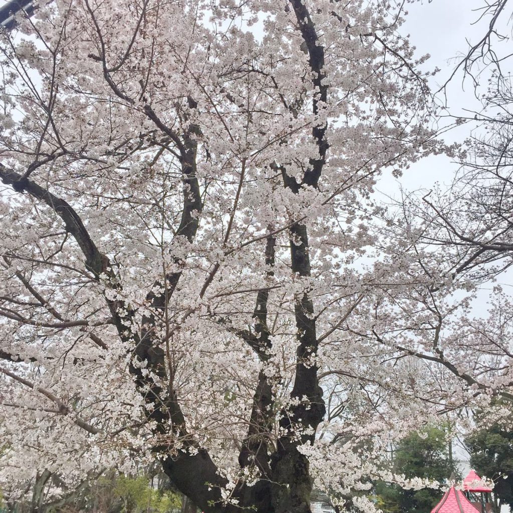 2020年の桜